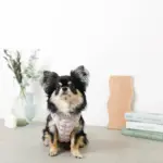 ぽこぽこハーネス+リードSET【名入れ刺繍対応】 - 画像 (10)