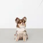 刺繍レースハーネス＋リードSET【名入れ刺繍対応】 - 画像 (6)