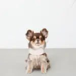 刺繍レースハーネス＋リードSET【名入れ刺繍対応】 - 画像 (7)