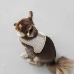 ギンガムチェックハーネス - 画像 (2)