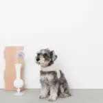 ギンガムチェックハーネス - 画像 (6)