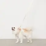 ぽこぽこチェックハーネス＋リードSET【名入れ刺繍対応】 - 画像 (5)