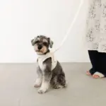 ぽこぽこチェックハーネス＋リードSET【名入れ刺繍対応】 - 画像 (8)