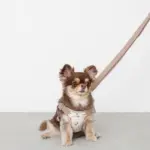 ギンガムチェックチェリーハーネス - 画像 (2)