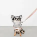 大理石調柄ハーネス - 画像 (2)