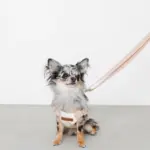 大理石調柄ハーネス - 画像 (4)