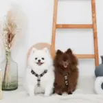 シンプルバイカラーハーネス - 画像 (2)