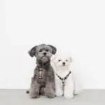 シンプルバイカラーハーネス - 画像 (4)