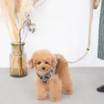 シンプルバイカラーハーネス - 画像 (10)