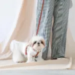 レザーハーネス　MEDIUM - 画像 (2)