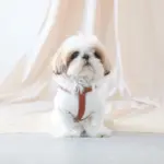 レザーハーネス　MEDIUM - 画像 (3)