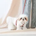 レザーハーネス　SMALL - 画像 (5)