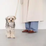 シュリンクレザーハーネス - 画像 (5)