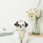 チューリップ柄ハーネス+リードSET【名入れ刺繍対応】【旧モデル】 - 画像 (2)