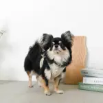 チューリップ柄ハーネス+リードSET【名入れ刺繍対応】【旧モデル】 - 画像 (6)