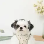 チューリップ柄ハーネス+リードSET【名入れ刺繍対応】【旧モデル】 - 画像 (7)