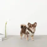 チューリップ柄ハーネス+リードSET【名入れ刺繍対応】【旧モデル】 - 画像 (10)