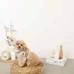 エコレザーボアMIXハーネス+リードSET【名入れ刺繍対応】【旧モデル】 - 画像 (6)