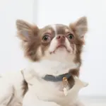 サークルチャームレザーカラー MEDIUM - 画像 (10)