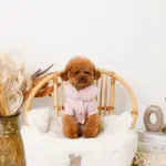 ファーカラーニットトップス - 画像 (3)