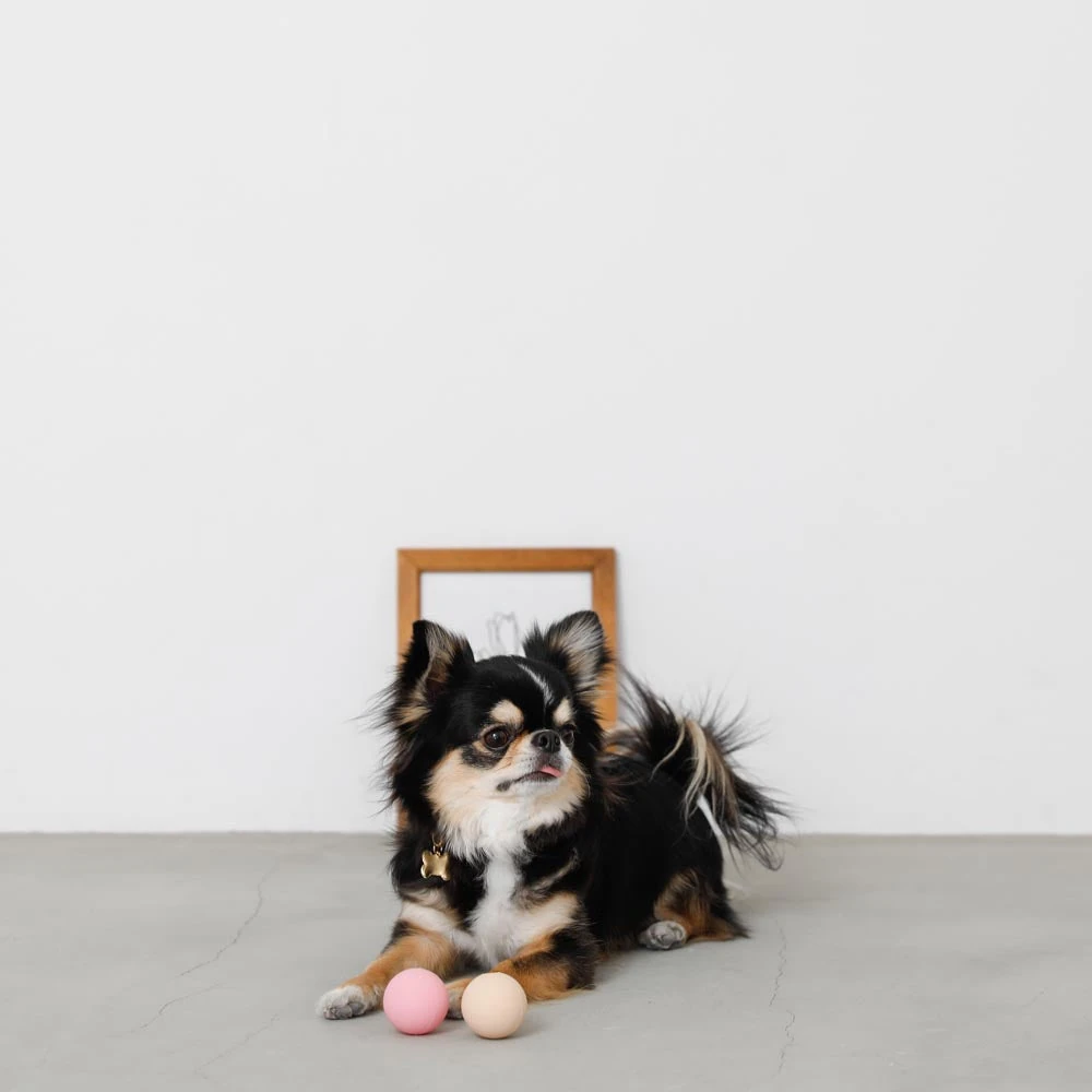 犬 用 ダウン ジャケットの保温効果を示す赤外線サーモグラフィ画像