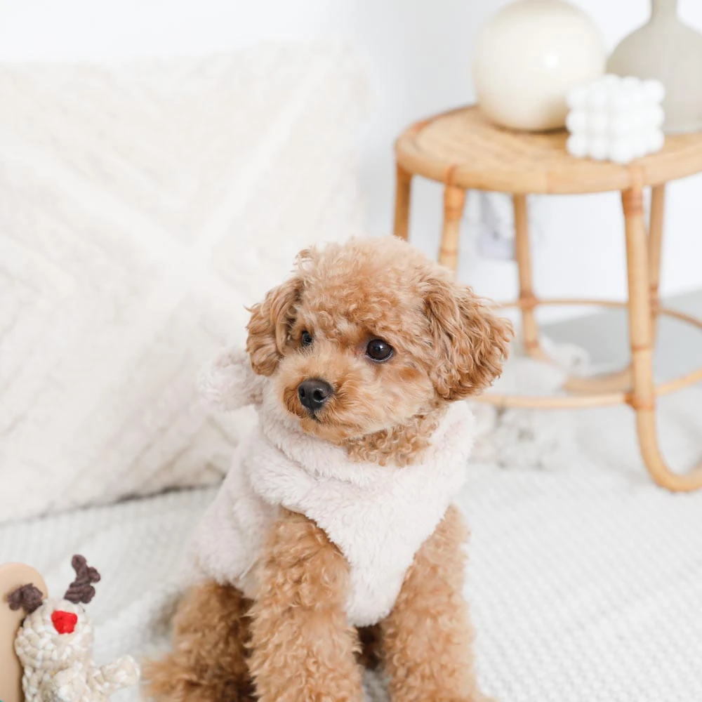 ハウス ドックの理想的なサイズ測定方法