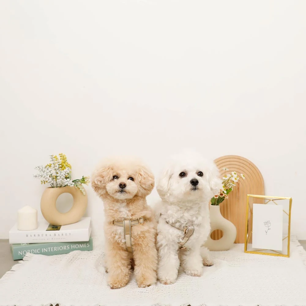 犬 用 ダウン ジャケット 着用犬の散歩風景