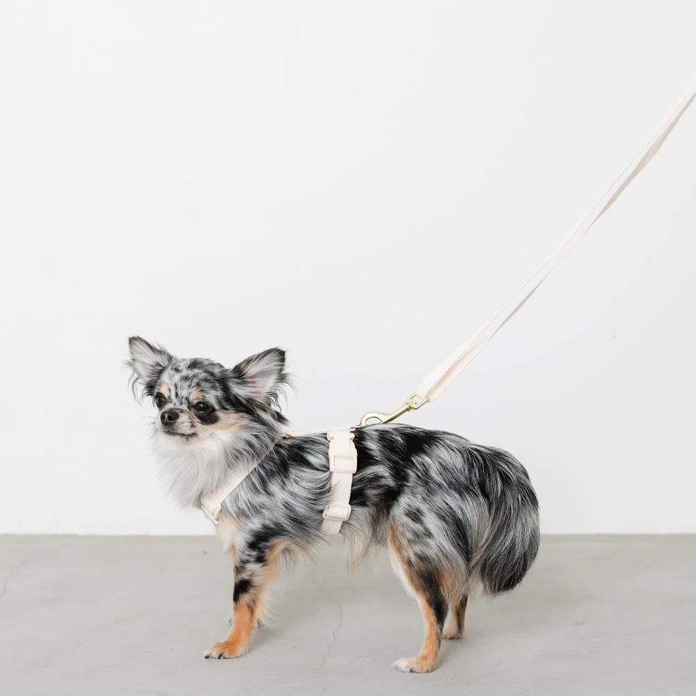 ミニチュア ダックス 服 术後保護とお散歩用の飼い主レビュー写真対比